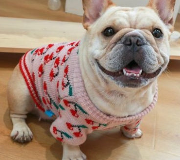 Weihnachtskleidung für Hunde